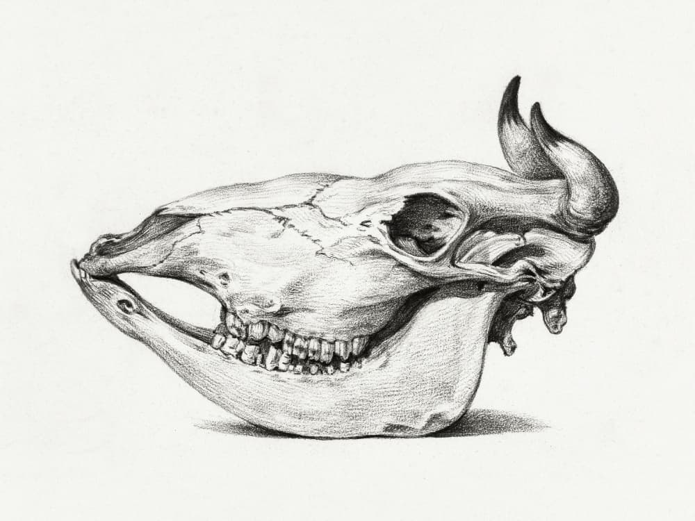 Skull of a Cow (1816) by Jean Bernard — canvas wall art