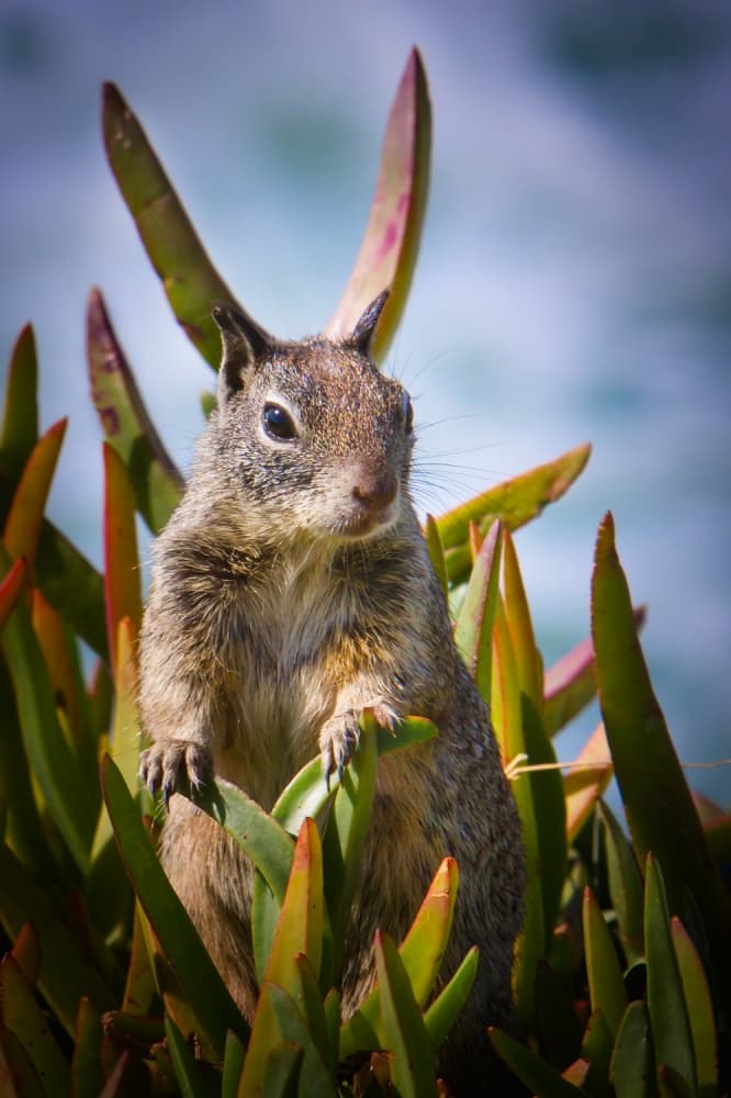 Curious Ground Squirrel by Wolfgang Bluhm — canvas wall art