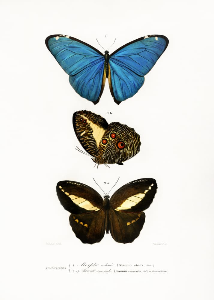Different Types of Butterflies II by Charles Dessalines D Orbigny — canvas wall art