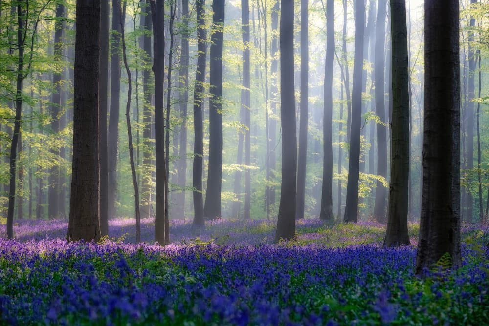 Misty Bluebell Forest by Adrian Popan — canvas wall art