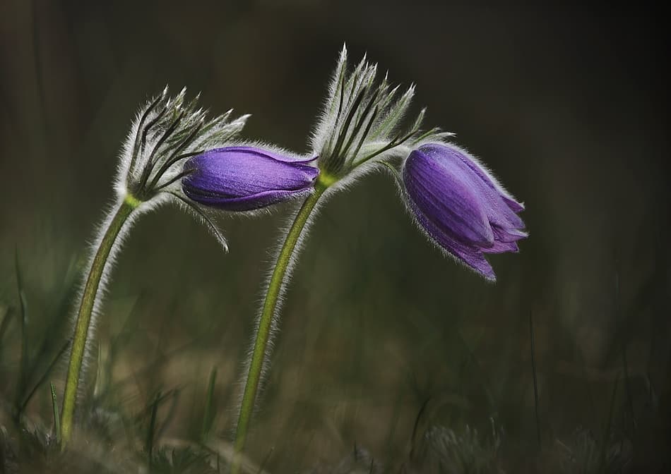 Soft Purple Pasque Flowers by Istvan Lichner — canvas wall art