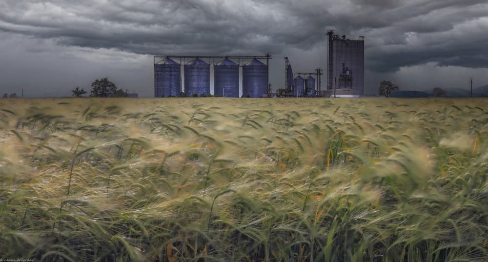 Stormy Wheat Field by Dragoslav Nedici — canvas wall art