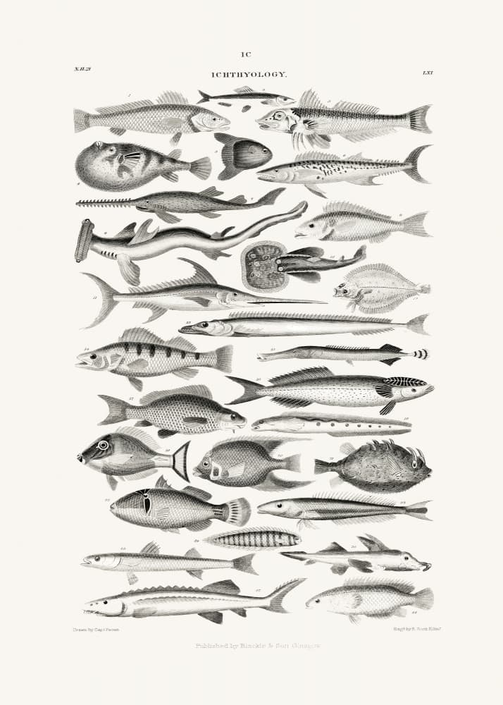 Sealife I by Oliver Goldsmith — canvas wall art