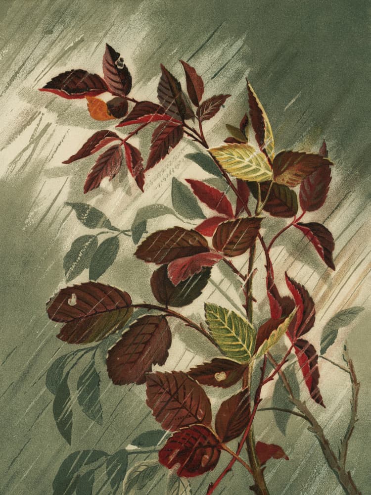 Autumn Leaves In the Rain by Ellen Thayer Fisher — canvas wall art