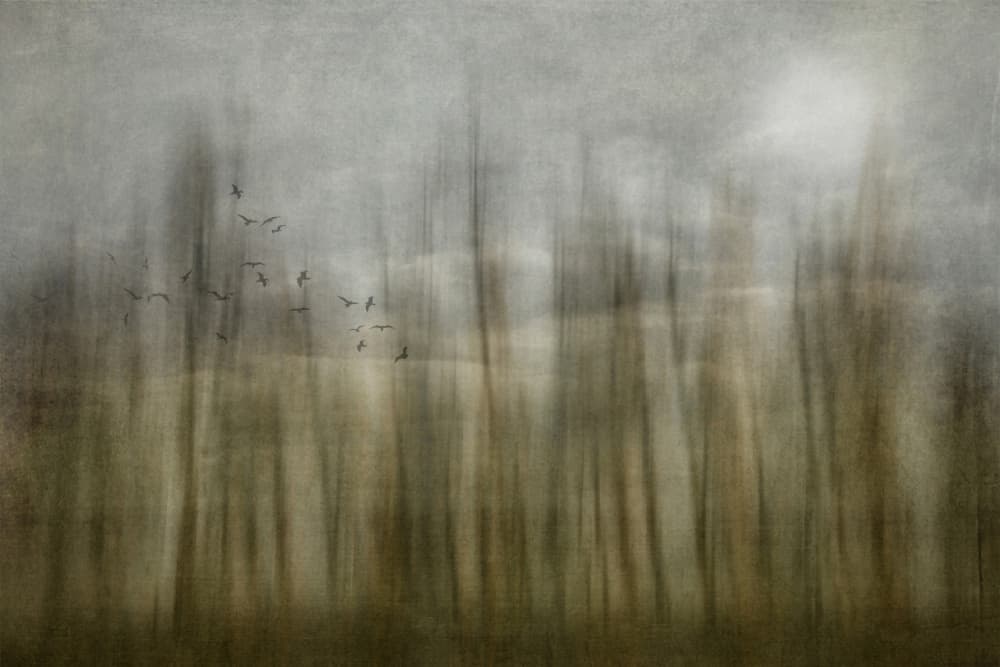 Ethereal Forest Flight by Yvette Depaepe — canvas wall art