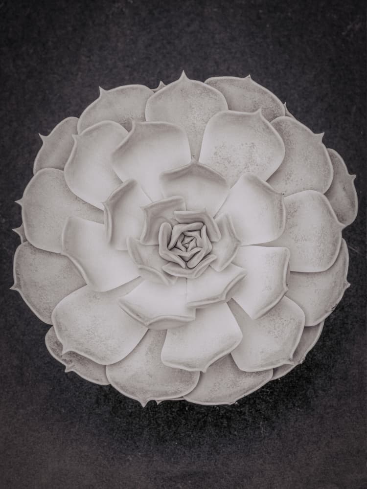 Monochrome Succulent Rosette by Old Artists Studio III — canvas wall art