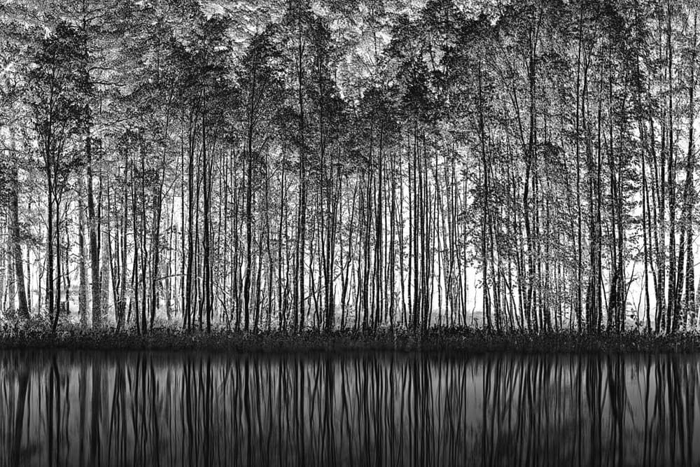 Black White Forest Reflections by Roswitha Schleicher-Schwarz — canvas wall art