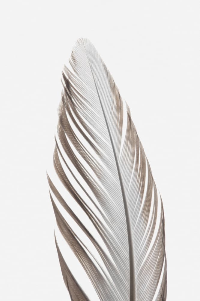 Delicate Bird Feather by Old Artists Studio III — canvas wall art
