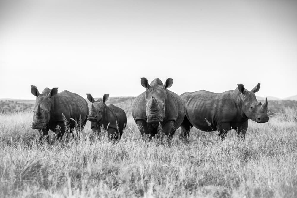 African Rhino Family by Jaco Marx — canvas wall art