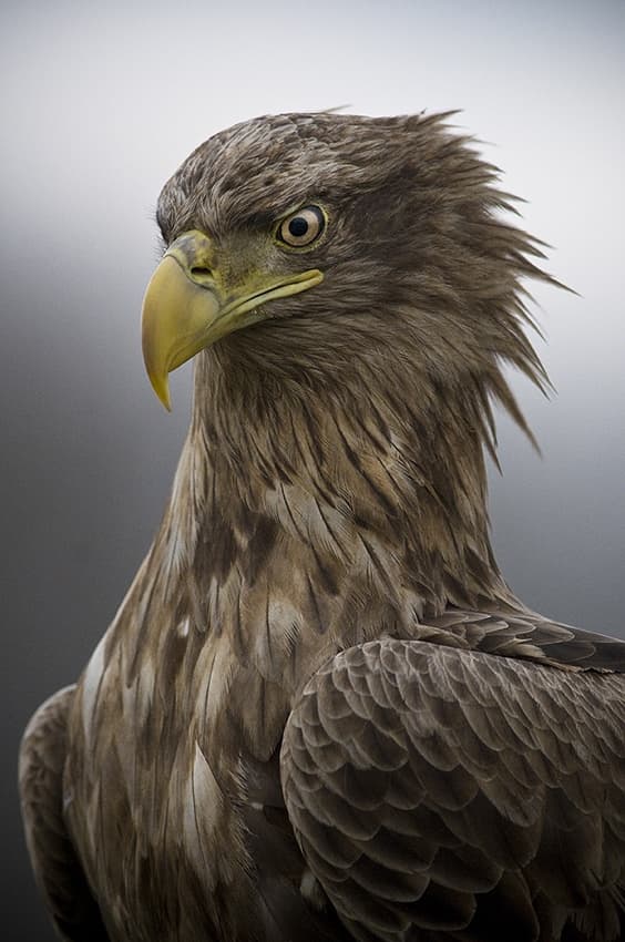 Powerful Eagle Gaze by Csaba Tokolyi — canvas wall art