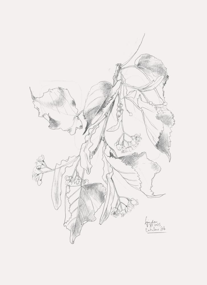 Delicate Linden Sketch by Catalina Somolinos — canvas wall art