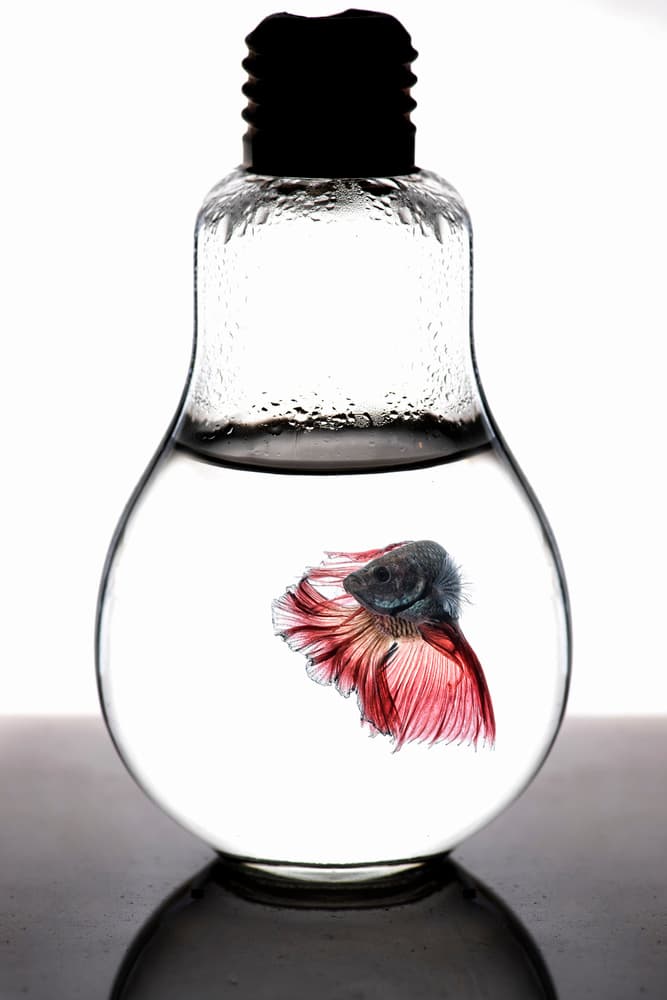 Vibrant Betta Lightbulb by Girdan Nasution — canvas wall art