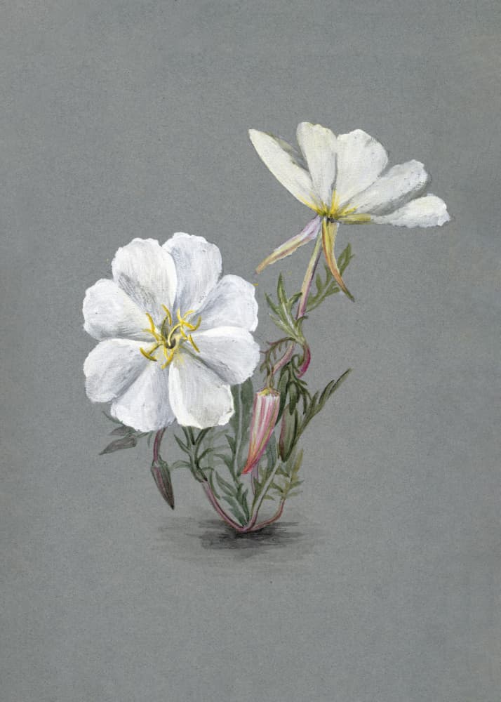 Giant Helleborine (1880) by Mary Vaux Walcott — canvas wall art