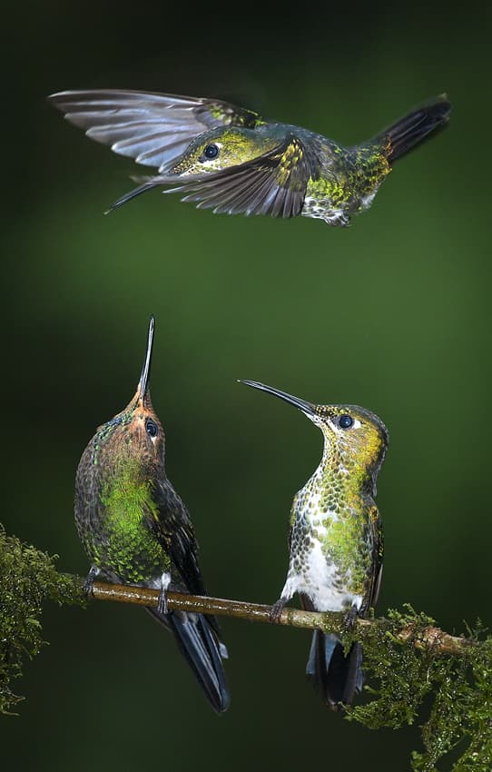 Emerald Green Hummingbirds by Csaba Tokolyi — canvas wall art