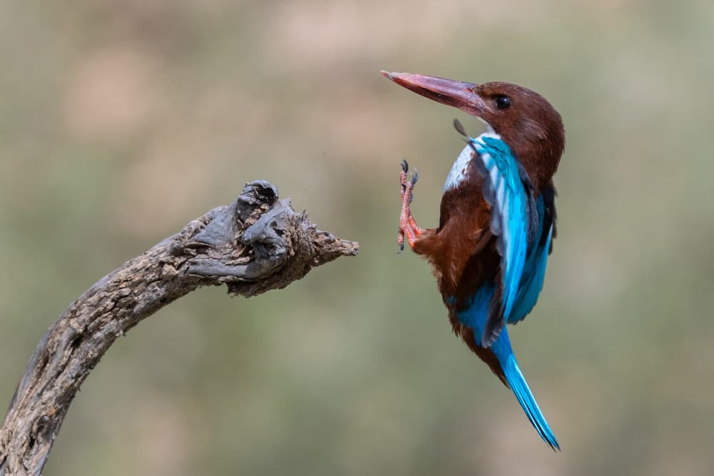 Dancing Kingfisher by Eyal Amer — canvas wall art