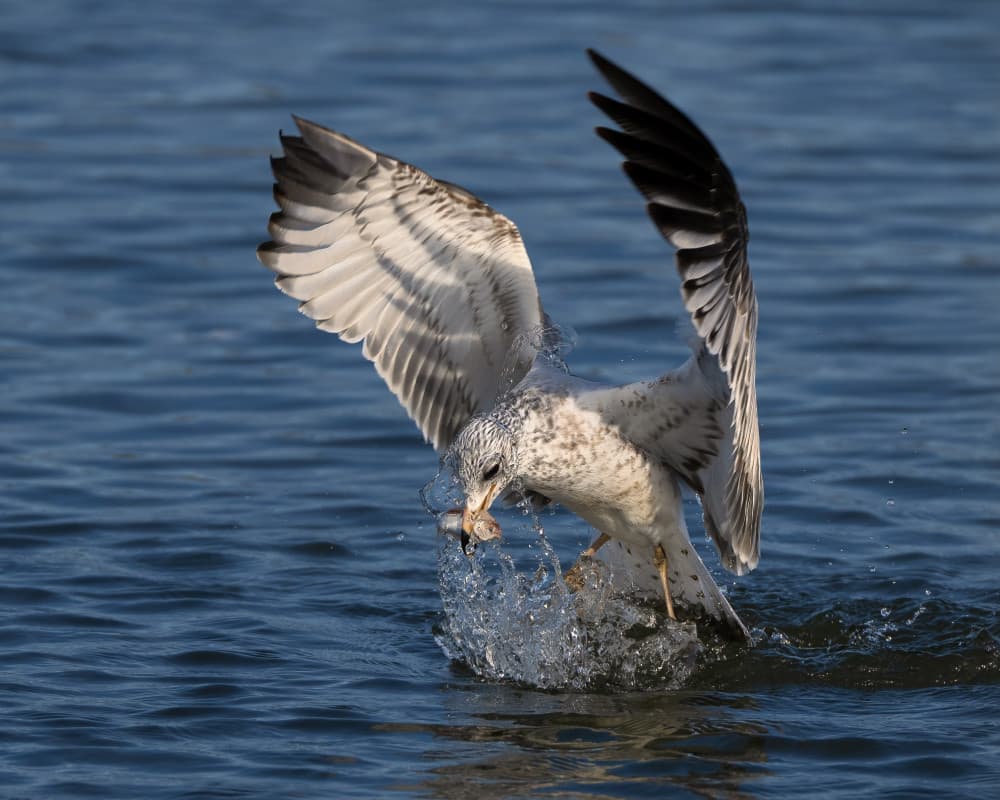 Seagull Fishing Splash by John Fan — canvas wall art