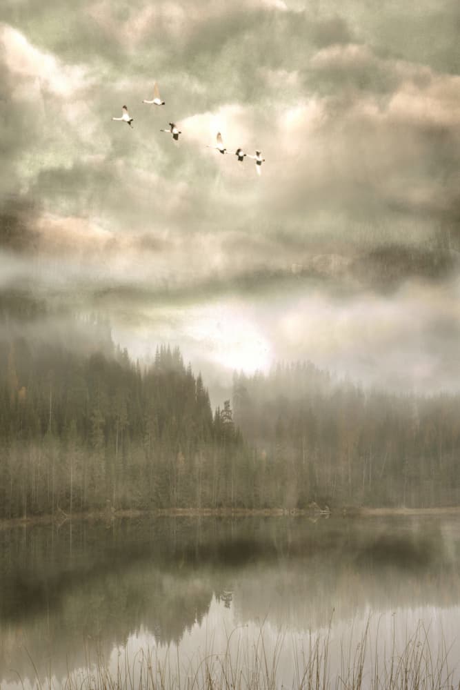 Birds Over Misty Lake by Christina Sillen — canvas wall art