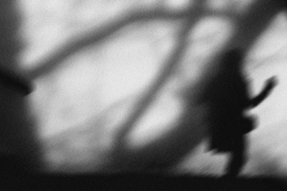Dancing Shadow Play by Paulo Medeiros — canvas wall art