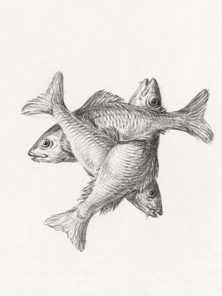 Three Fishes (1775–1833) by Jean Bernard — canvas wall art