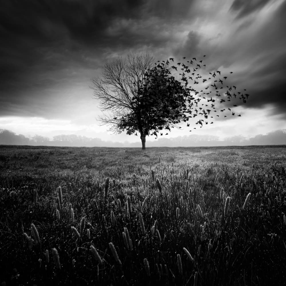 Vanishing Tree Birds by Sebastien DEL GROSSO — canvas wall art