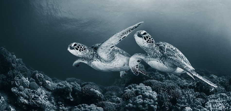 Graceful Sea Turtles Swim by Andrey Narchuk — canvas wall art