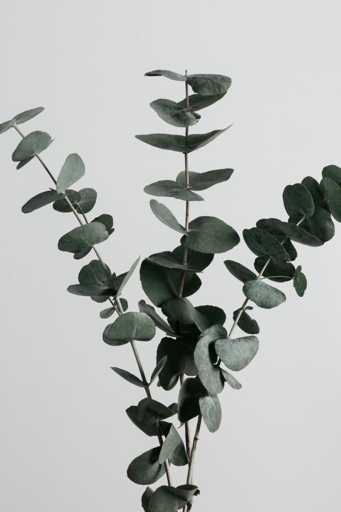 Serene Eucalyptus Stems by Old Artists Studio III — canvas wall art