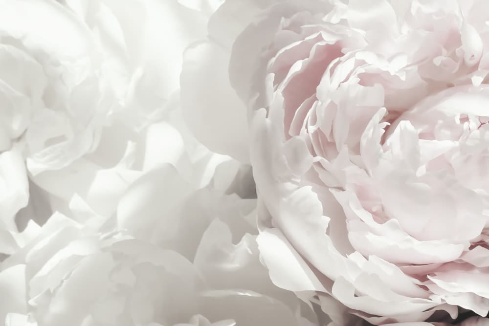 Soft Pink Peonies by Old Artists Studio III — canvas wall art