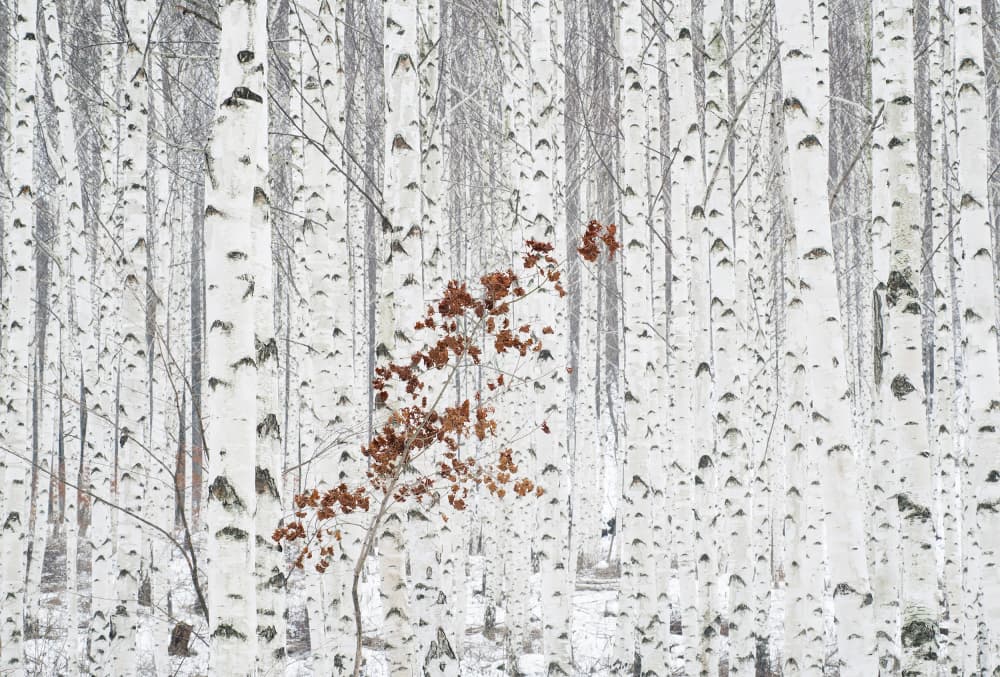 Winter Birch Brown Leaves by HAN dong hee — canvas wall art