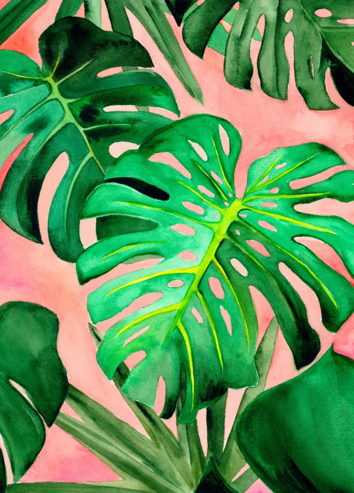 Pink Tropical Monstera by Christine Lindstrom — canvas wall art