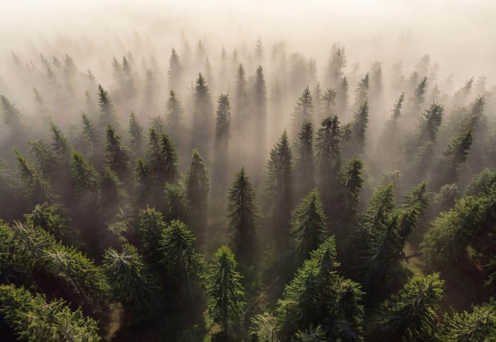 Misty Forest Morning by Lazar Ioan Ovidiu — canvas wall art
