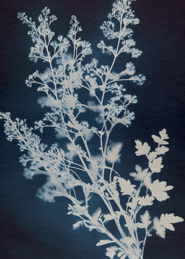 Delicate Indigo Botanicals by Old Artists Studio IV — canvas wall art
