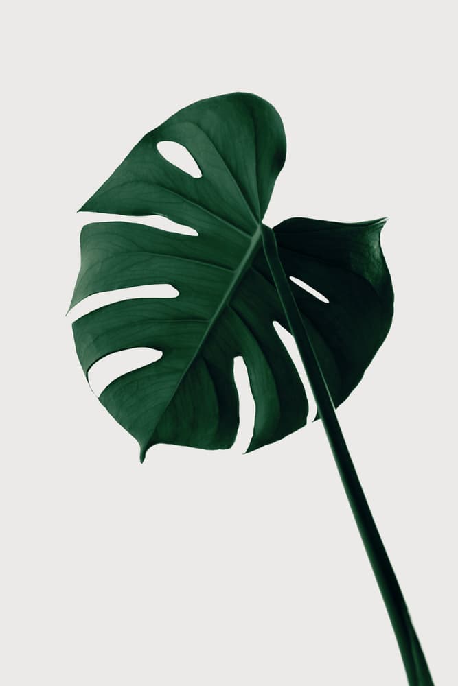 Dark Green Monstera by Old Artists Studio III — canvas wall art