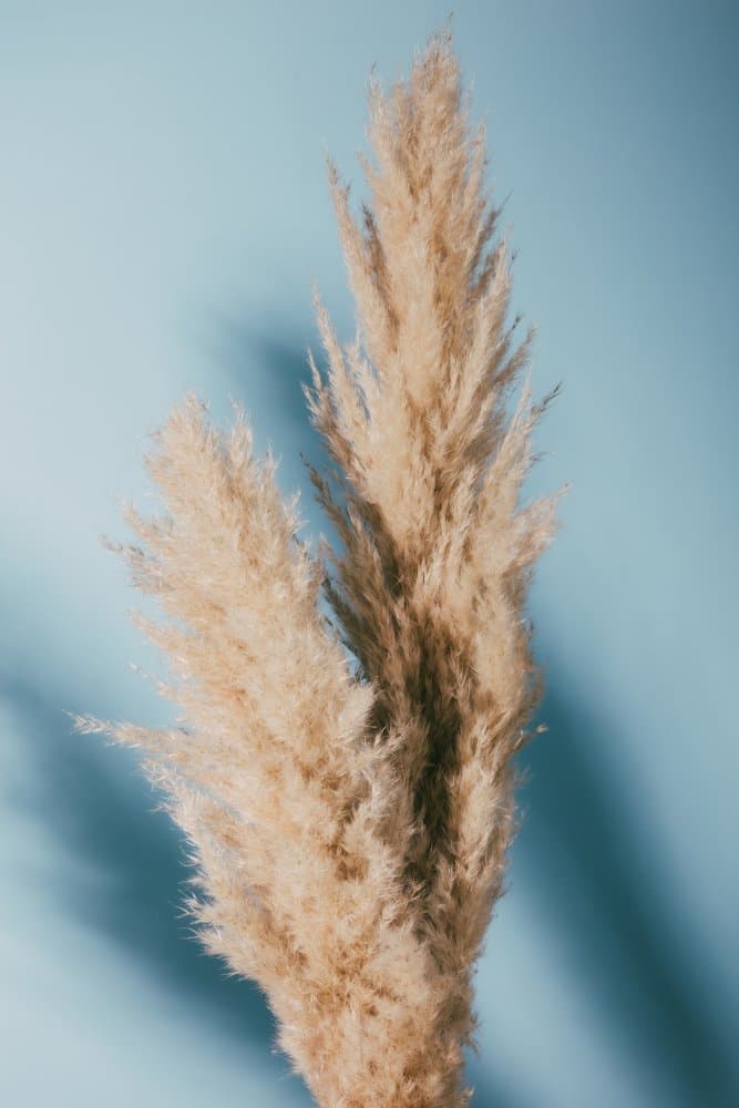 Soft Pampas Plumes by Old Artists Studio III — canvas wall art