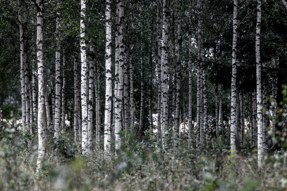 Birch Trees 21 by Mareike Böhmer — canvas wall art