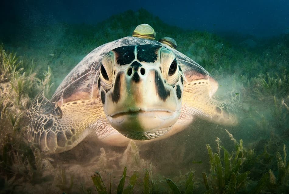 Green Sea Turtle Gaze by Csaba Tokolyi — canvas wall art