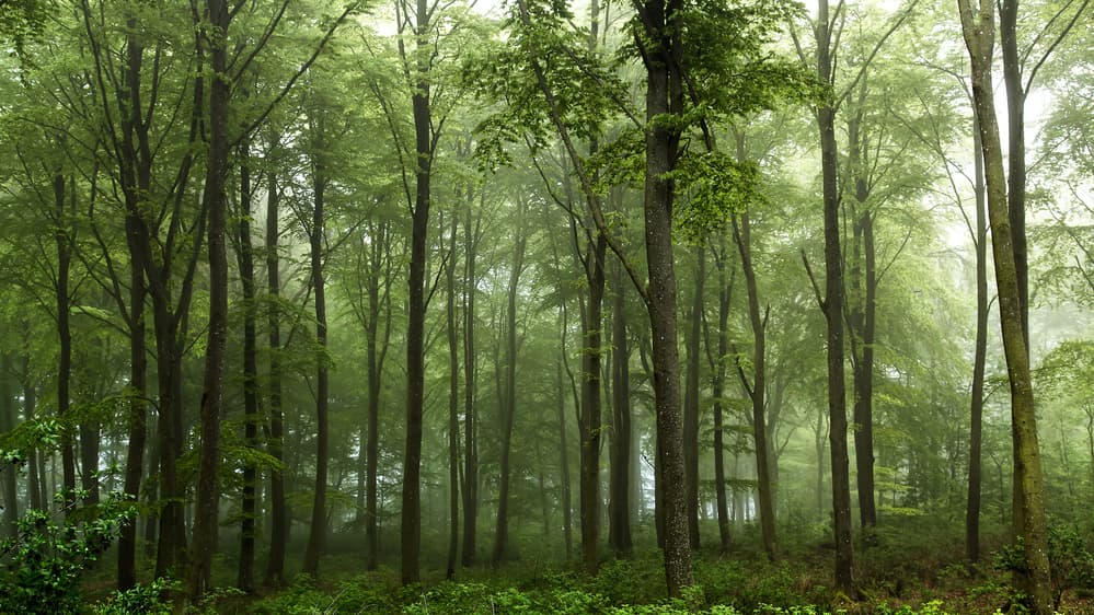 Misty Green Forest by Leif Løndal — canvas wall art