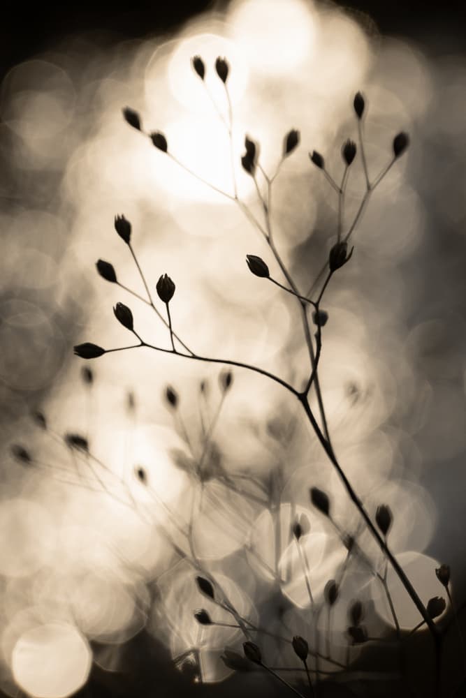 Sun Silhouettes 1 by Mareike Böhmer — canvas wall art