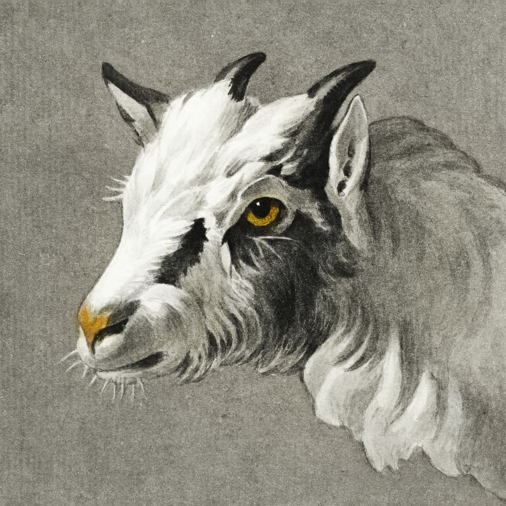 Head of a Goat by Jean Bernard — canvas wall art