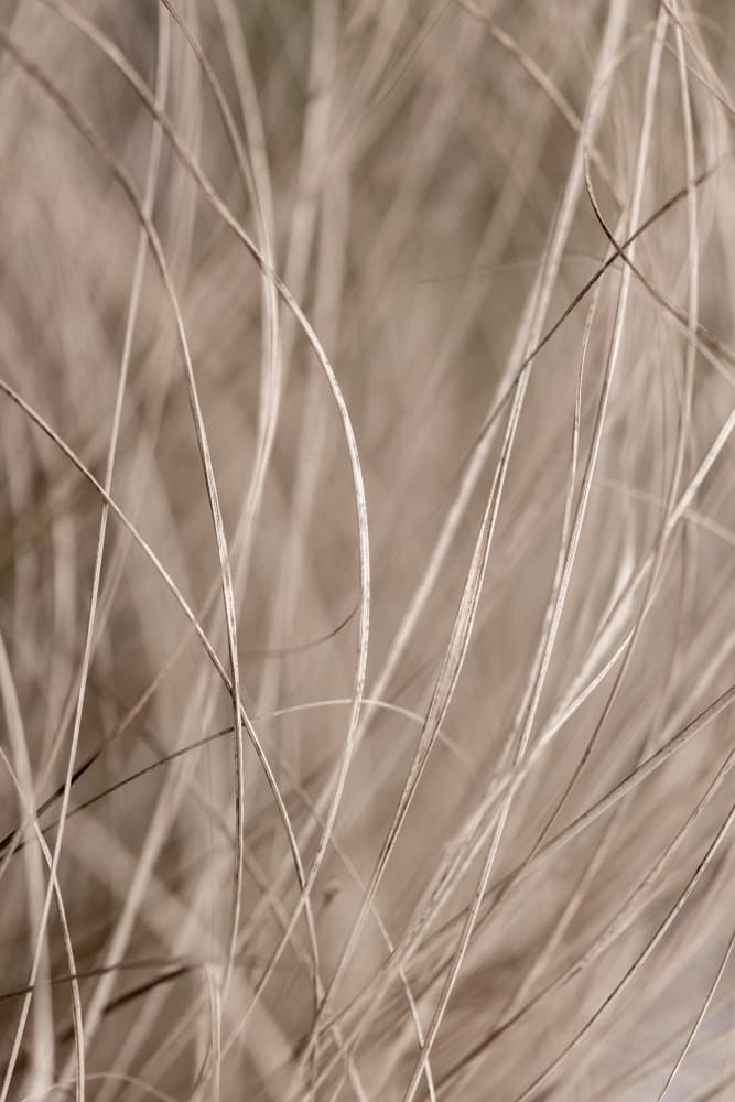 Summer Grass 3 by Mareike Böhmer — canvas wall art