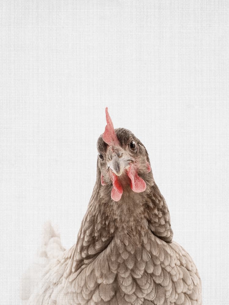 Curious Chicken Portrait by Lila &amp; Lola — canvas wall art