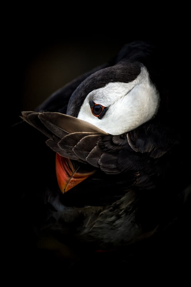 Puffin In Shadow by Csaba Tokolyi — canvas wall art