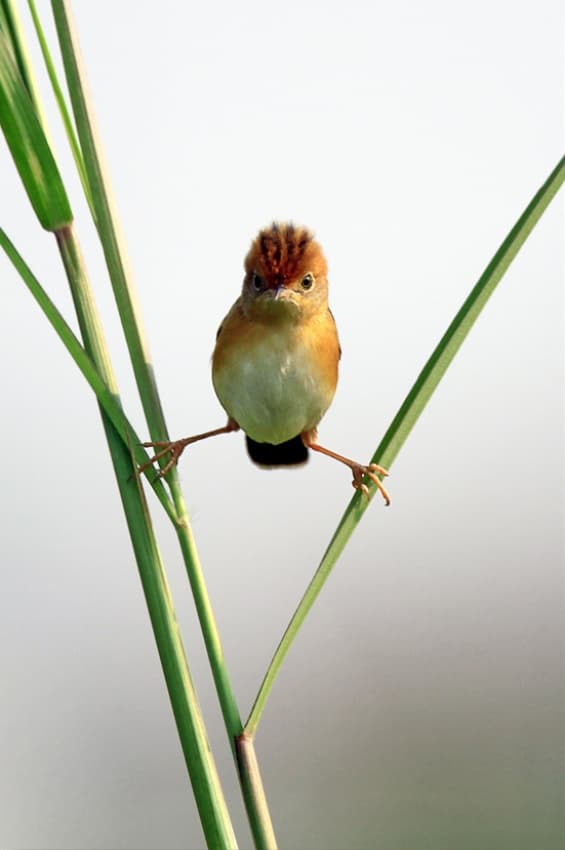 Curious Crested Bird by Lina Gunawan — canvas wall art
