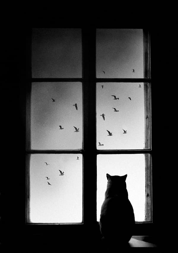 Black Cat Window View by Mario Pucic — canvas wall art