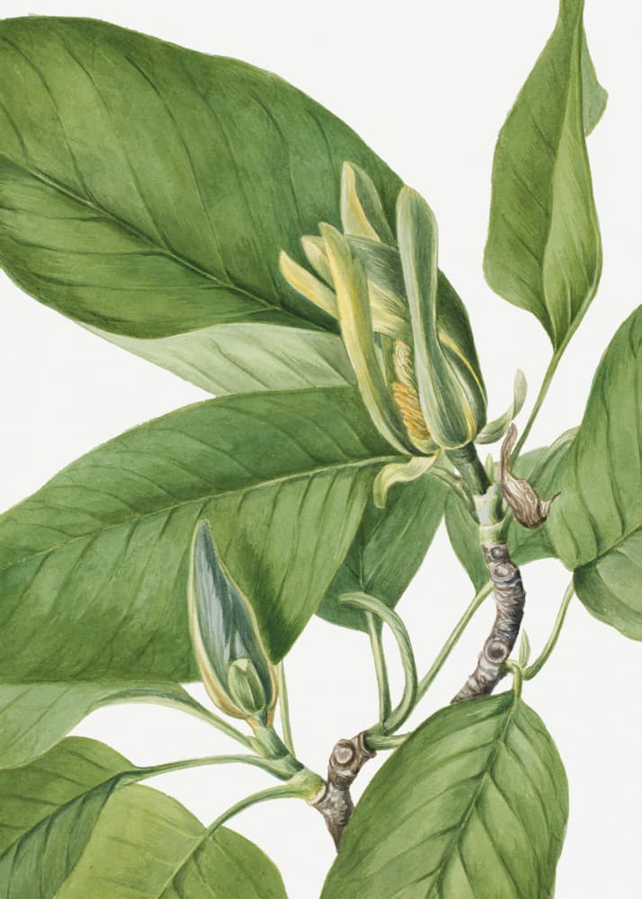 Cucumbertree 1922 by Mary Vaux Walcott — canvas wall art