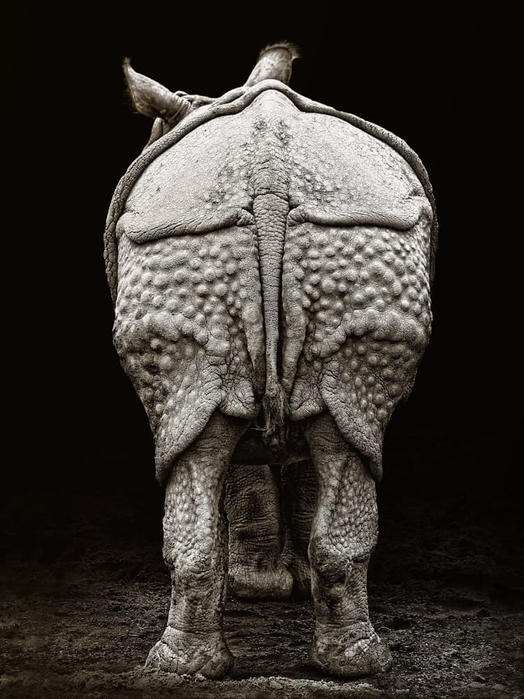 Textured Rhino Back by Jimmy Hoffman — canvas wall art