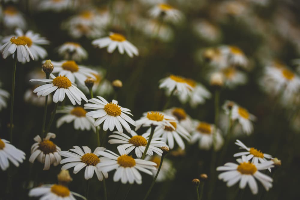 White Daisy Field by engin akyurt — canvas wall art