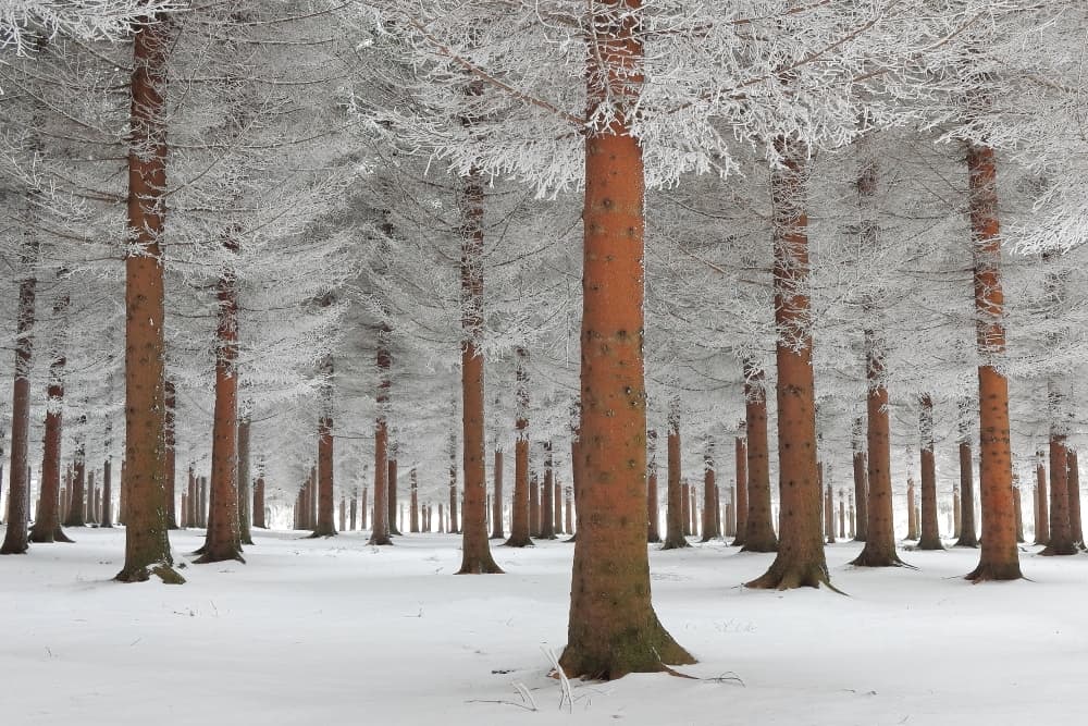 Winter Pine Forest by Dragisa Petrovic — canvas wall art