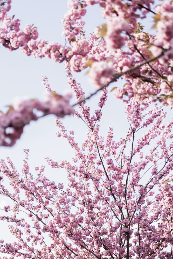 Colorful Spring 11 by Mareike Böhmer — canvas wall art
