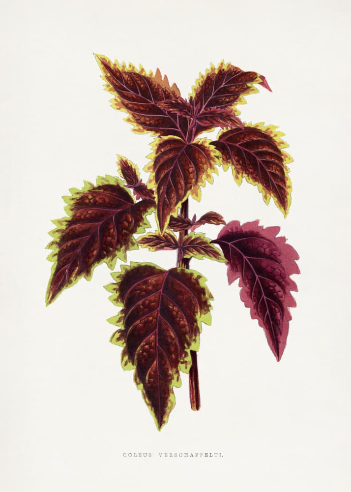 Pink Coleus Leaf Illustration by Les Plantes a Feuillage Colore — canvas wall art