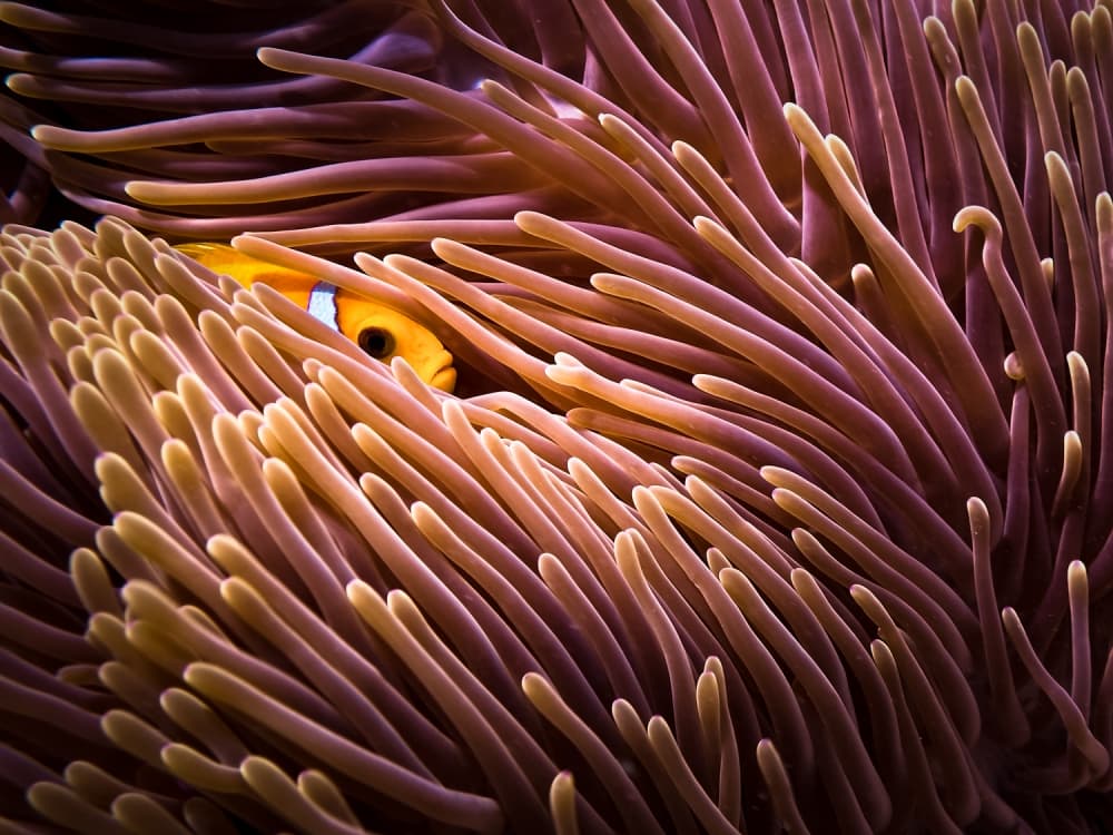 Peeking Clownfish Anemone by LuckyGuy — canvas wall art